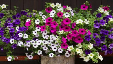 Petunia Flowers A plant with beautiful colorful blooms learn the right way to plant and care for them