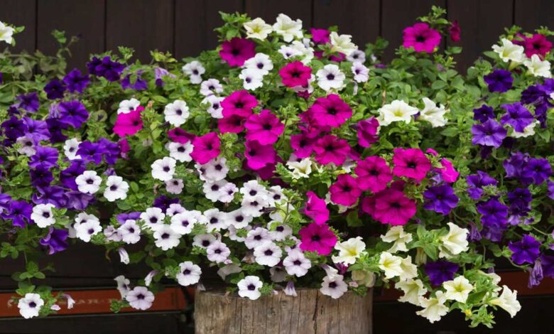 Petunia Flowers A plant with beautiful colorful blooms learn the right way to plant and care for them